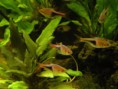 /album/i-miei-pesci/rasbora-heteromorpha-gruppo-jpg/